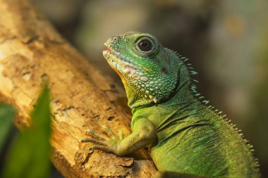 Asya su dragon doğal ortamda