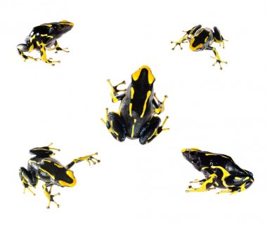frog Dendrobates tinctorius allanis clipart