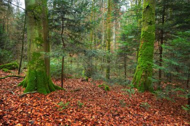 Doğal sonbahar çam ormanı