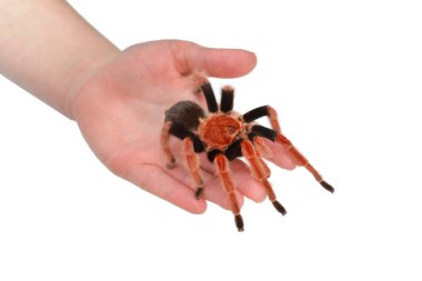 Birdeater tarantula spider Brachypelma boehmei