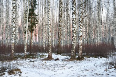 Kışın güzel beyaz huş ağacı orman 