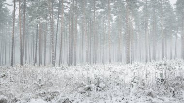 Kış harikalar diyarı karlı çam ormanı içinde