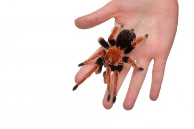 Birdeater tarantula spider Brachypelma boehmei