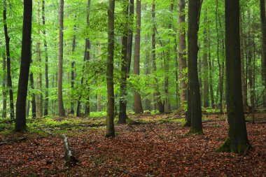 Düşen yapraklar koyu kayın ormanı