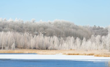 karlı çayır ve orman tarafından çevrili Gölü 
