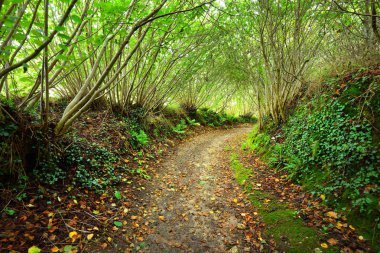 Tünel gibi patika yeşil ela ormandaki
