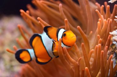 Deniz Akvaryumunda Amphiprion Ocellaris Palyaço Balığı