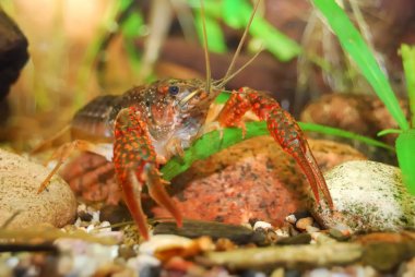 Louisiana bataklık kerevit procambarus clarkii