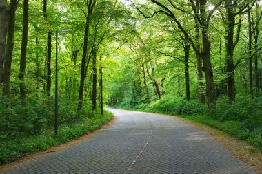 Güzel bisiklet yol ağaçlarıyla çevrili