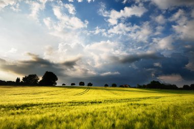 Yaz aylarında taze yeşil çayır 