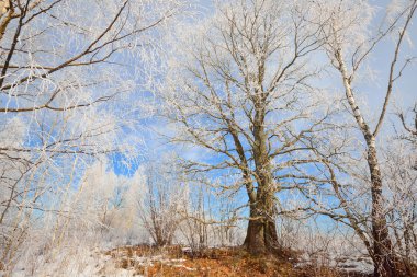 Meşe ağacı karla kaplı 