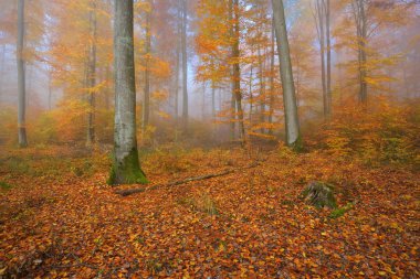 Gizemli sabah sis sonbahar bir ormanda