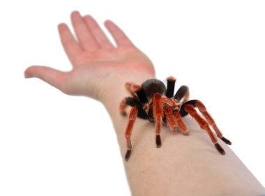 Birdeater tarantula spider Brachypelma boehmei