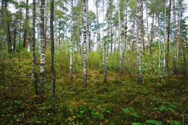 Erken sonbahar yaprak döken orman 