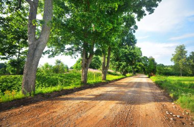 Çakıl yol alan ve orman üzerinden gidiyor