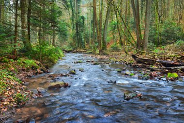 Sonbahar bir çam ormanı içinde küçük nehir
