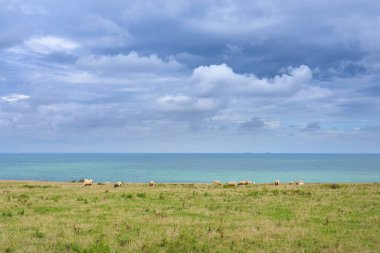 Boğazı of Dover bir alanda otlayan koyun ile