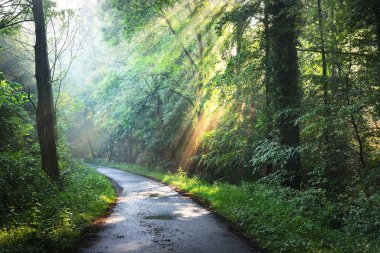 Güneş ışınlı orman yolu
