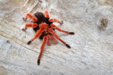 Birdeater tarantula spider Brachypelma smithi