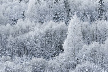 kar ve kaplı ağaçlar kırağı