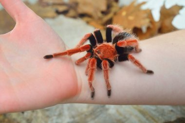 Birdeater tarantula spider Brachypelma boehmei 