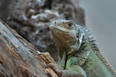 Bir ağaç üzerinde dinlenme ortak yeşil iguana