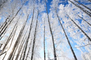 İn Rime'ı bir kış gününde huş ağaçları