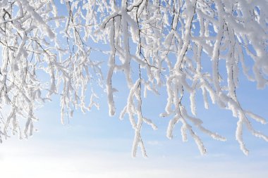 Beyaz irtifa ağaç dalları 