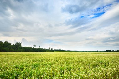 Çiçek çiçek yeşil tarım alanı