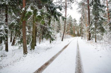 Küçük orman yolu üzerinde ilk kar