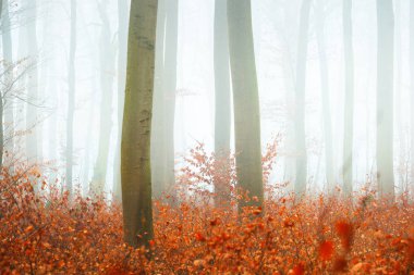 Sisli sonbahar Orman ağacı siluetleri ile