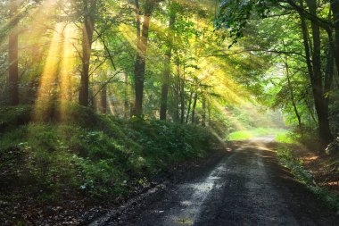 Çakıl yol sisli bir sisli orman