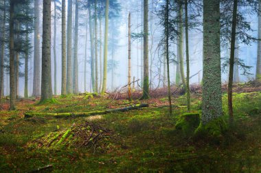 Bir sahnede bir karanlık sisli çam ormanı 