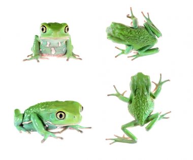 frog Phyllomedusa sauvagi