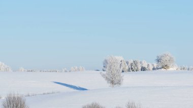 Yalnız huş ağacı bir irtifa alanı