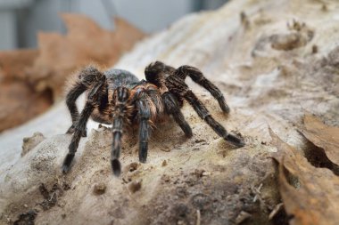 Birdeater curlyhair tarantula spider Brachypelma albopilosum