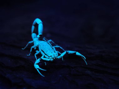 Parlak mavi Akrep Centruroides gracilis 