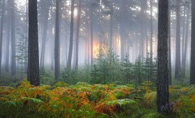 Güzel yaprak döken orman sisli gündoğumu