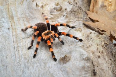 Birdeater tarantula spider Brachypelma smithi