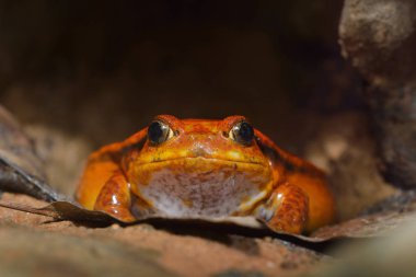 yanlış domates kurbağa dyscophus guineti