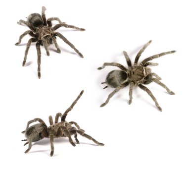 siyah tarantula Grammostola pulchra