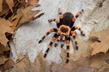 Birdeater tarantula spider Brachypelma smithi
