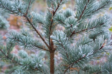 Bitkiler in Rime'ı onlara ile kışın donmuş