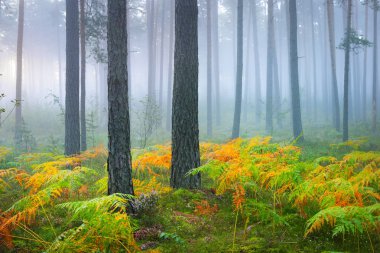 Güzel yaprak döken orman sisli gündoğumu