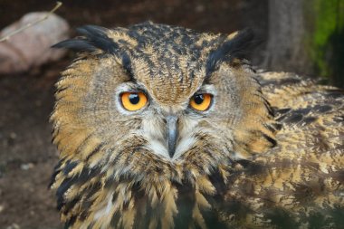 Doğal ortamda Avrasya kartal baykuş