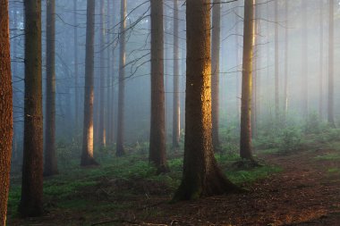 Güneş ışınları bir sisli gizemli ormanda
