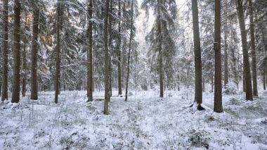 Kış harikalar diyarı karlı çam ormanı içinde