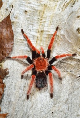 Birdeater tarantula spider Brachypelma boehmei