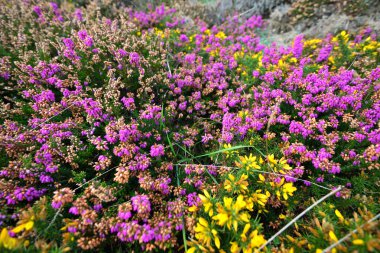 Heather ve sarı gorse çiçek portre