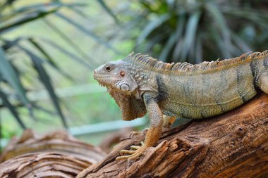 Bir ağaç gövdesinde dinlenme Iguana